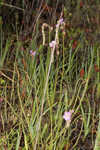 Tracy's sundew